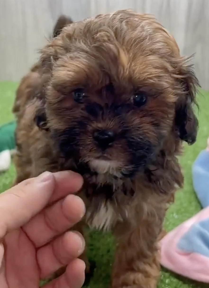 Shih Poo Breed Info